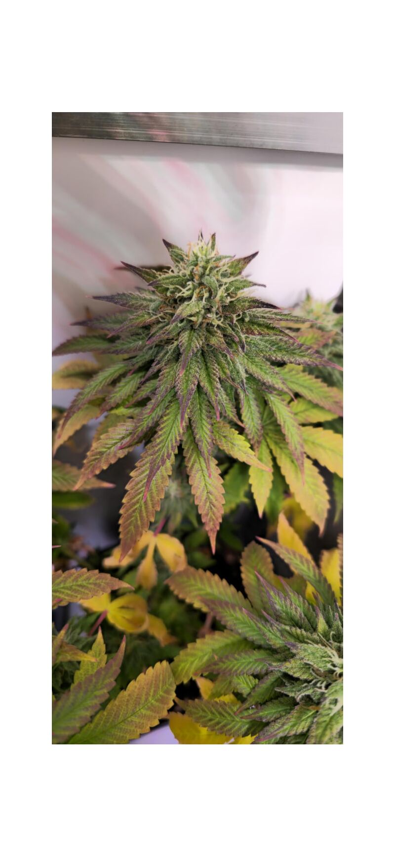 Lemon Mandarin, Фасовка: 10, изображение 5